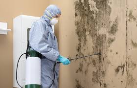 Professional Mold Inspection in Laguna Park, TX